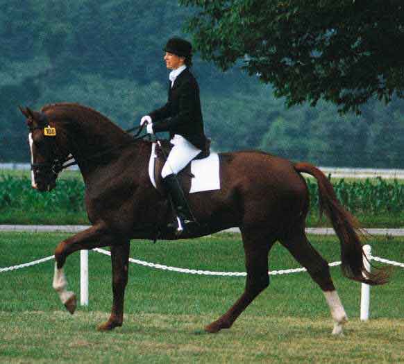 Puritnao Dressage